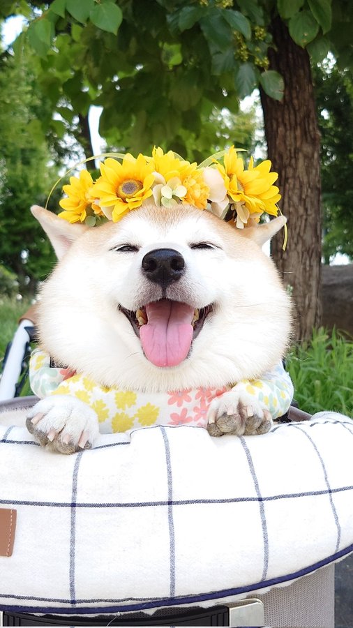 Charmy Shiba - Photo 4