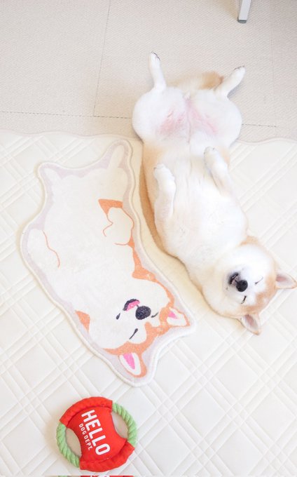 Charmy Shiba