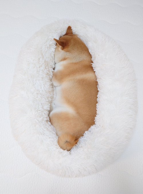 Charmy Shiba - Photo 2