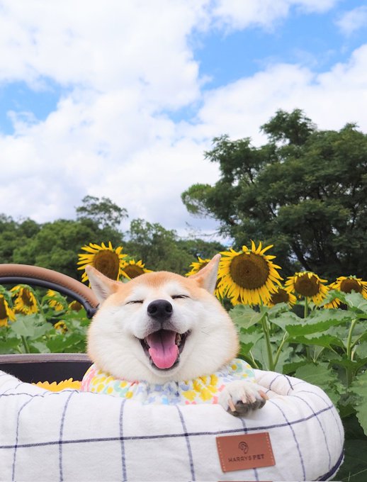 Charmy Shiba - Photo 3